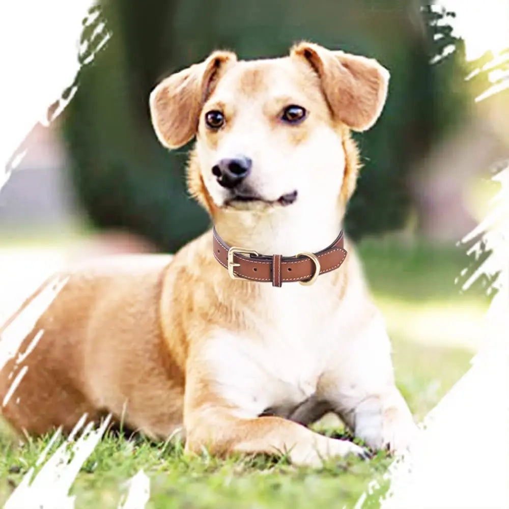 Premium Genuine Leather Dog Collar – Soft Padded & Durable (Brown & Red, All Sizes)
